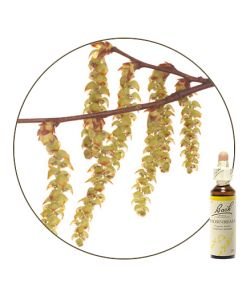 Charme - Hornbeam (n°17)